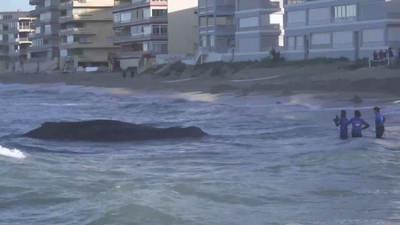 Muere varada en una playa de Valencia una ballena de 12 metros y 25 toneladas