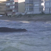 Muere varada en una playa de Valencia una ballena de 12 metros y 25 toneladas