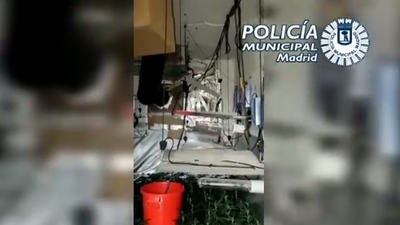 Cuatro detenidos por cultivar 300 plantas de marihuana en un piso de Villaverde