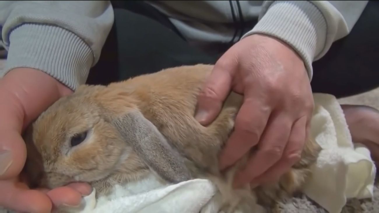 Expertos piden controlar a los animales domésticos para que no se conviertan en "reservorio" de la viruela del mono
