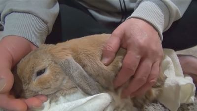 Expertos piden controlar a los animales domésticos para que no se conviertan en "reservorio" de la viruela del mono