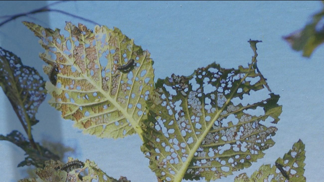 Inyecciones de insecticida en los olmos de Madrid para frenar a la galeruca