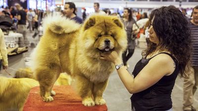 Más de 10.000 perros desfilarán por Ifema en el World Dog Show