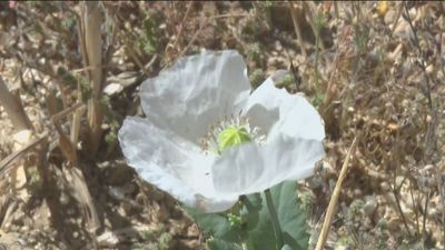 Viajeros europeos recorren el Tajo en busca de amapolas blancas para extraer la droga