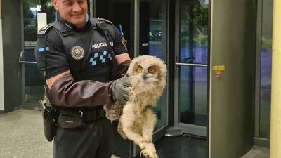 La Policía de Fuenlabrada,  especialistas en el rescate de rapaces nocturnas...y todo tipo de animales