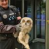 La Policía de Fuenlabrada,  especialistas en el rescate de rapaces nocturnas...y todo tipo de animales