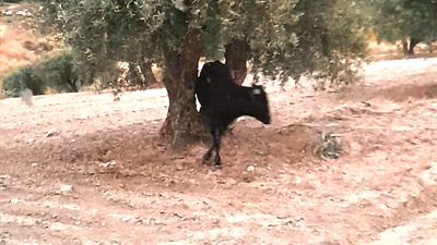 Un toro suelto siembra el pánico entre los vecinos de Torrejón de Velasco