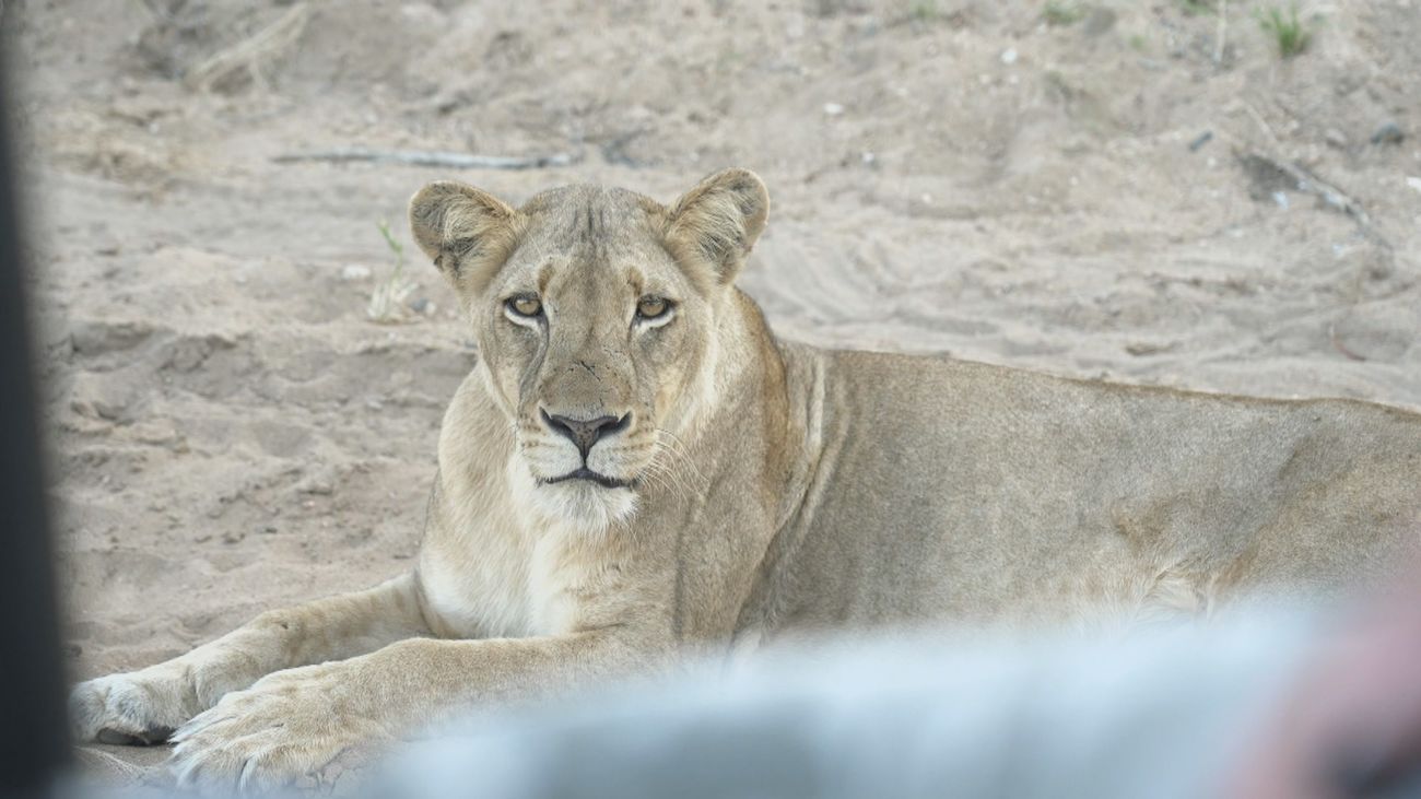 Nos vamos de safari por el Parque Kruger de Sudáfrica