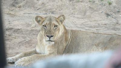Nos vamos de safari por el Parque Kruger de Sudáfrica