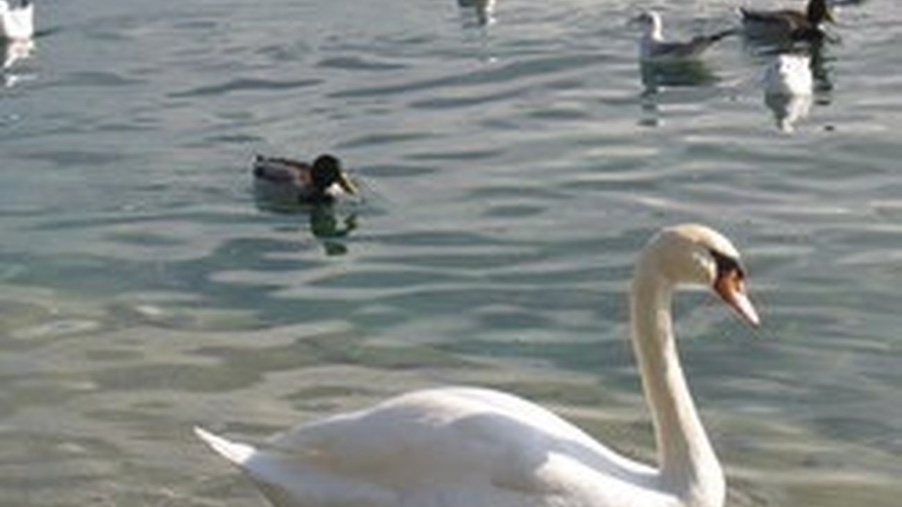 Casi 300 aves infectadas en Madrid con la gripe aviar y Ecologistas en Acción pide que se prohíba alimentar a las aves