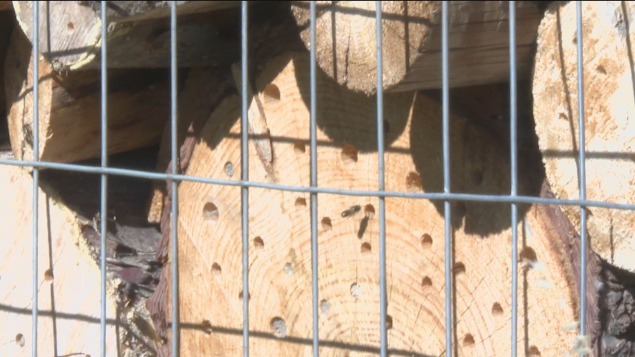 Así son los hoteles para insectos que puedes ver en Madrid