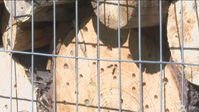 Así son los hoteles para insectos que puedes ver en Madrid