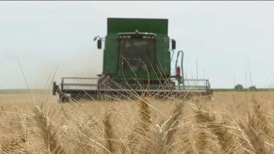 El precio del trigo se dispara y sube en un año un 80%