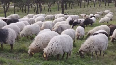 Un centenar de ovejas inician su trashumancia 'veraniega' de Casa de Campo a Navacerrada