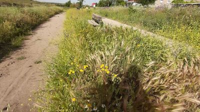 Vecinos de Móstoles se encargan de desbrozar y limpiar la Vía Verde del Guadarrama