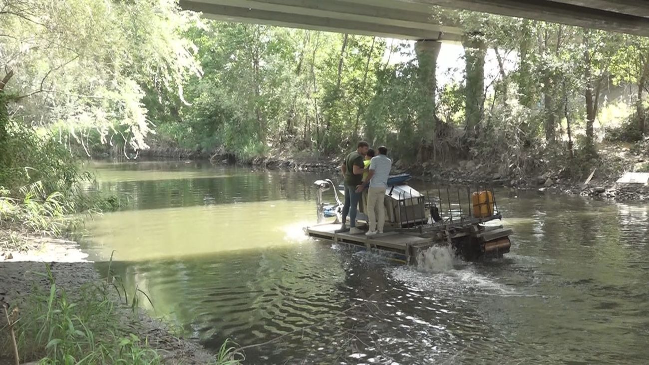 Así es el barco anfibio que elimina la planta donde anidan los huevos de la mosca negra