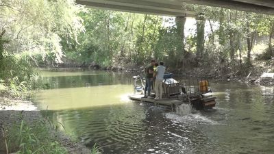 Así es el barco anfibio que elimina la planta donde anidan los huevos de la mosca negra