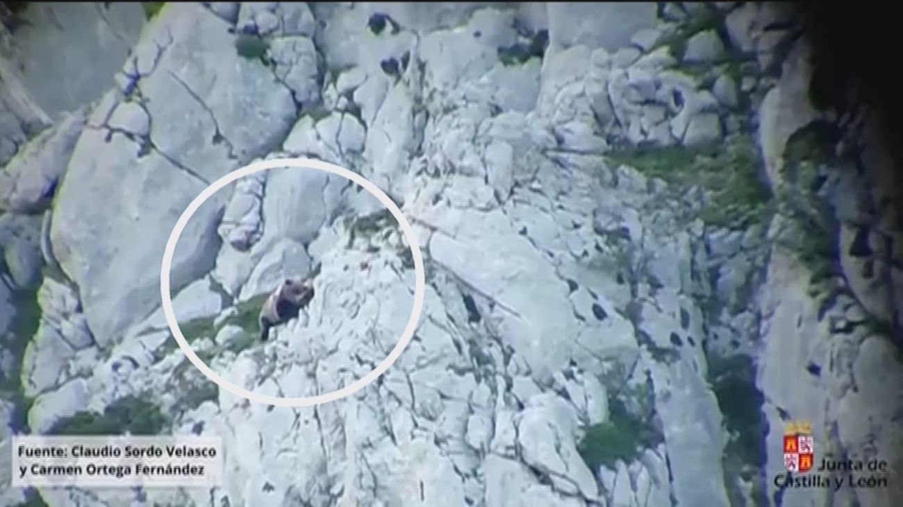 Encontrada con vida la osa herida tras una pelea y una fuerte caída en la Montaña Palentina