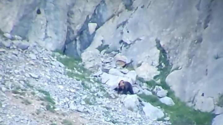 La osa, herida por la caída, consigue levantarse y abandonar la zona / CLAUDIO SORDO / CARMEN ORTEGA