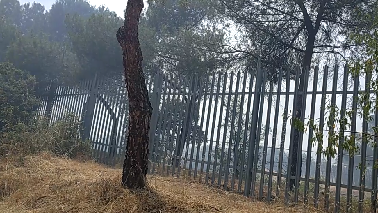 Zona de la Casa de Campo afectada por el incendio