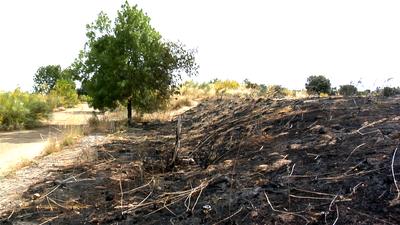 Un asentamiento de chabolas, ¿el origen de los constantes incendios en Parque Coimbra?