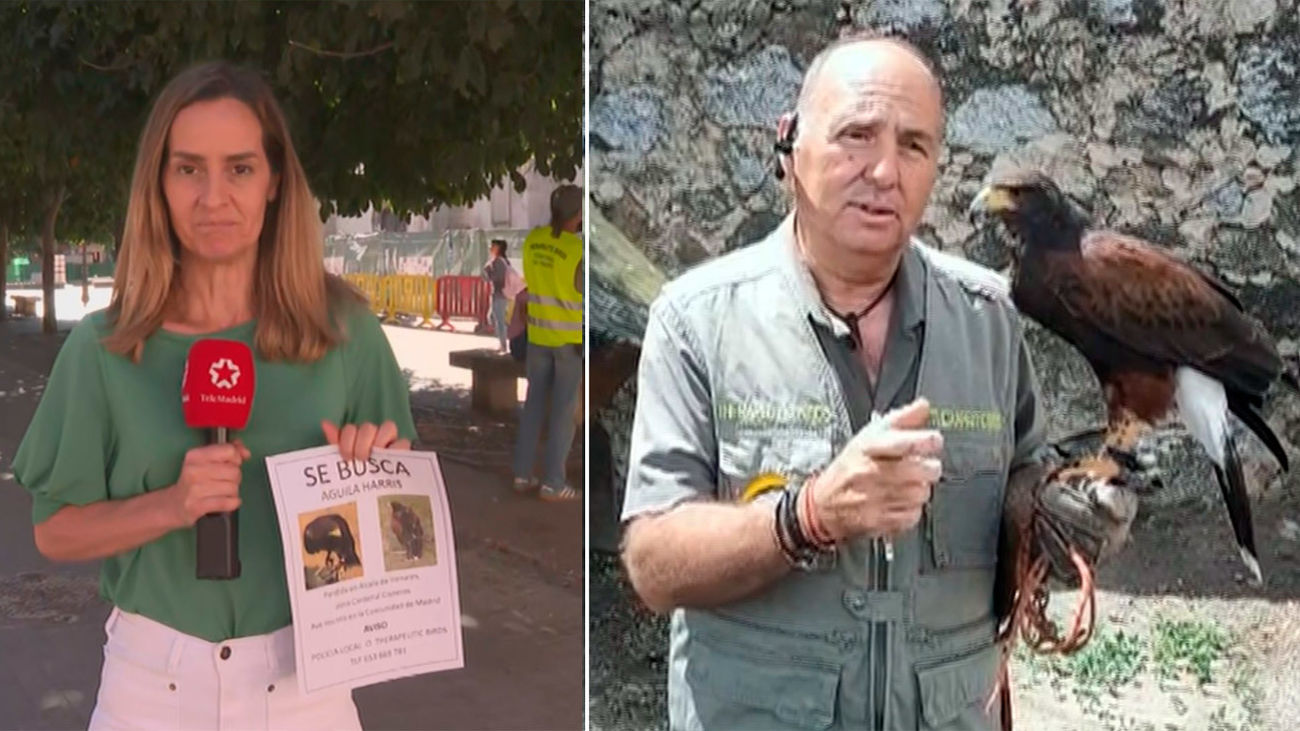 Ayúdanos a encontrar a Vera, un halcón de 11 años robado en Alcalá de Henares