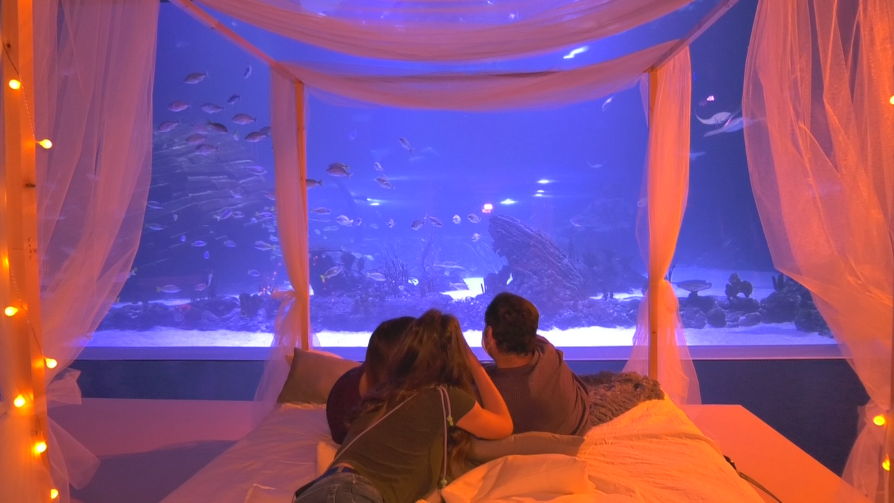 Atlantis Aquarium estrena la actividad educativa 'Dormir con tiburones'