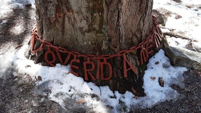 Nace una guía para reconocer fácilmente la riqueza botánica de la Sierra de Guadarrama
