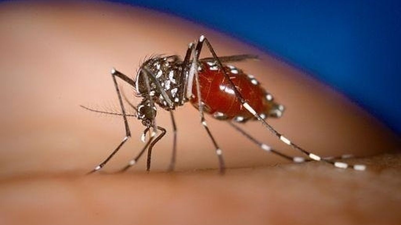 Rivas Vaciamadrid declara la guerra al mosquito tigre