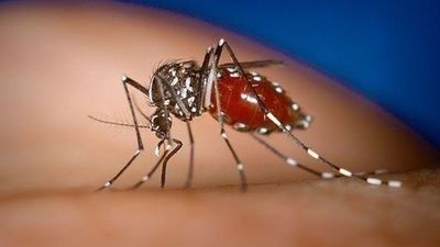Rivas Vaciamadrid declara la guerra al mosquito tigre