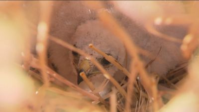 Época crítica para los aguiluchos madrileños, por el inicio de la cosecha del cereal