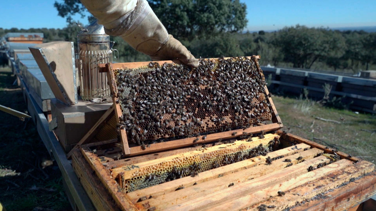 Piden que la apicultura sea considerada un oficio patrimonio de la humanidad