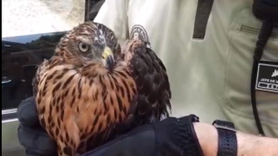 Rescatan un pollo de azor que había sufrido un golpe de calor