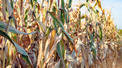 Los regantes de la Comarca de Las Vegas acusan a la Confederación Hidrográfica del Tajo de haberles restringido el riego