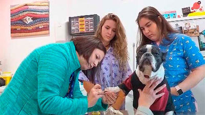 El Fiscal actúa contra un empresario de Humanes por matar "cruelmente" perros y gatos para vender su sangre