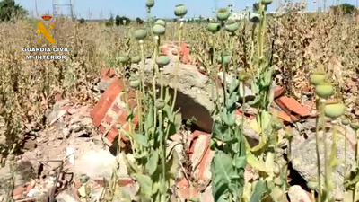 Operación antidroga en Getafe: hallan un campo de amapolas blancas