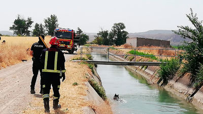 El  refrescante 'chapuzón' de un jabalí en el canal de riego del Tajo en Colmenar de Oreja