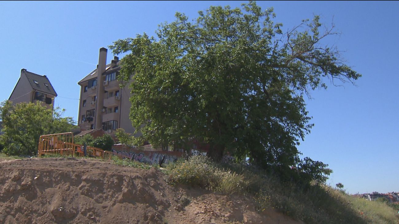 La Ventilla se une para salvar a su morera centenaria de Tetuán