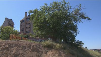 La Ventilla se une para salvar a su morera centenaria de Tetuán