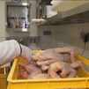 El sector avícola alerta de que en octubre podría haber desabastecimiento de pollo