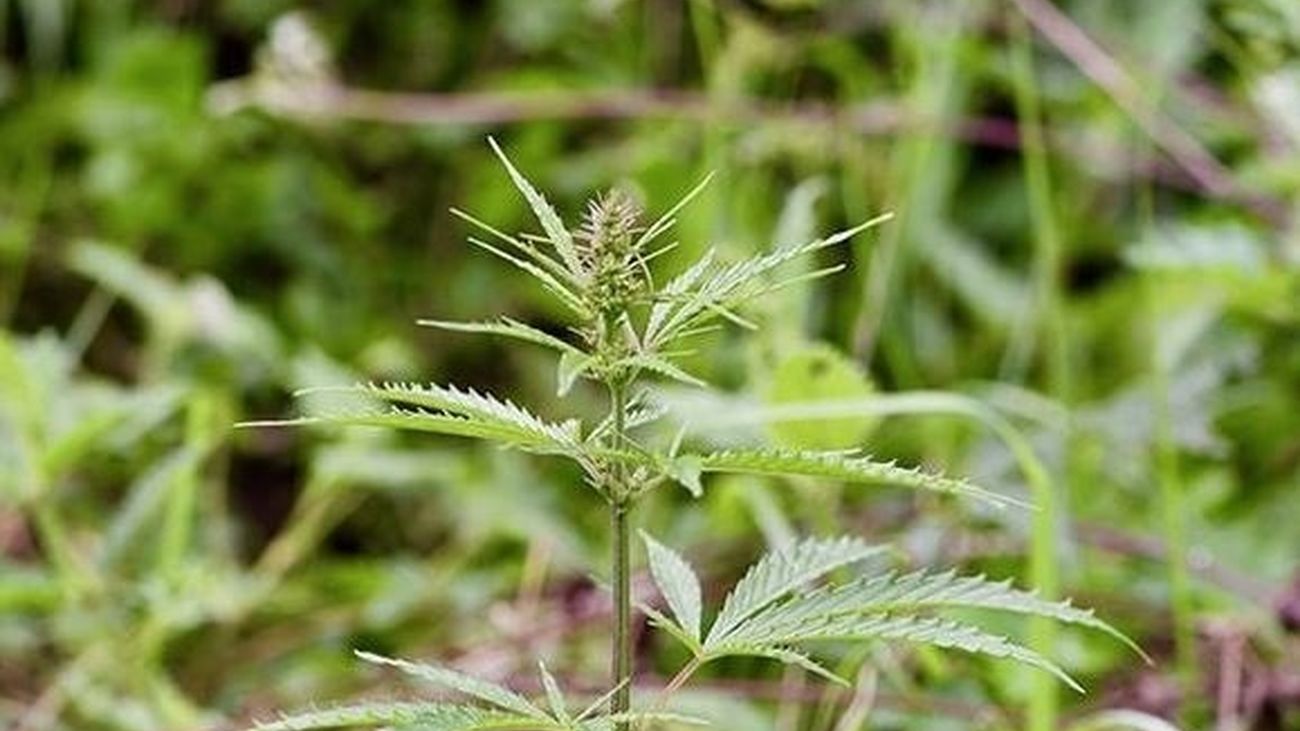 Flor de la planta del cannabis