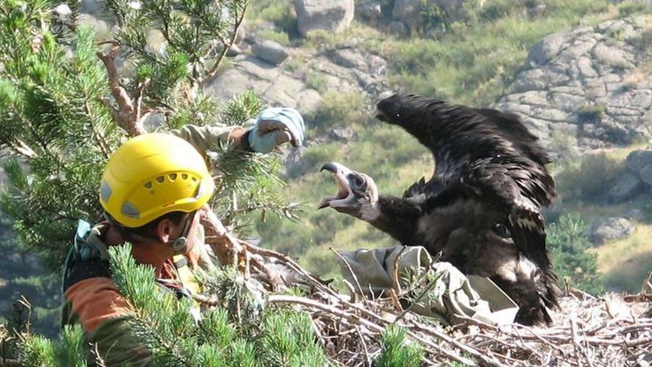 Los agentes forestales de Madrid velan por los 80 pollos de buitre negro de la Sierra de Guadarrama