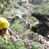 Los agentes forestales de Madrid velan por los 80 pollos de buitre negro de la Sierra de Guadarrama