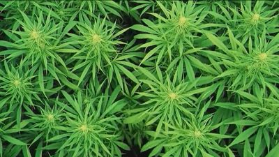 El cannabis terapéutico se podrá dispensar en las farmacias comunitarias