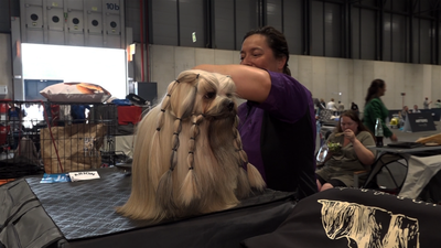 Arranca en IFEMA la mayor exposición a nivel mundial del mundo canino
