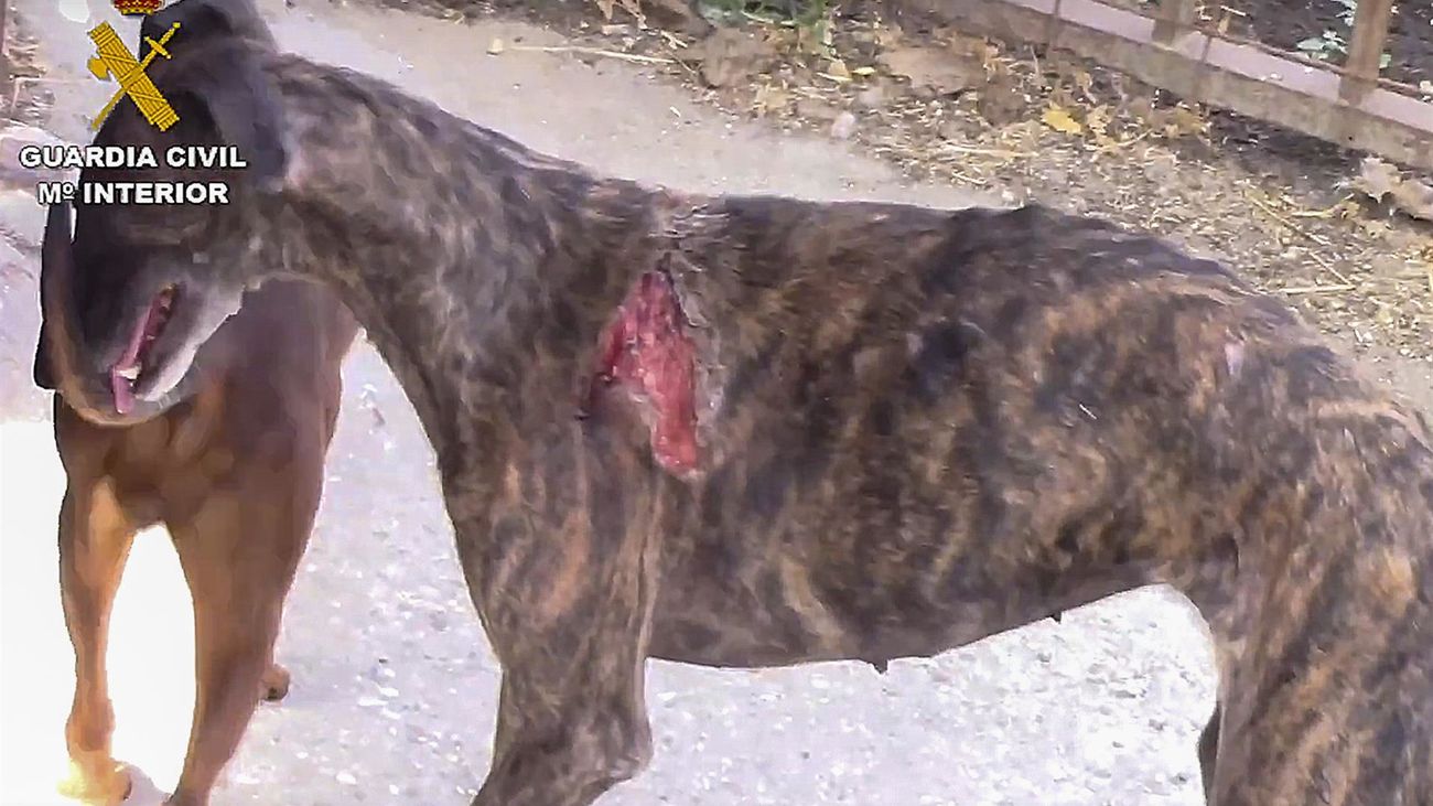 Un millón de euros y 500 cadáveres, el saldo del comercio ilegal de sangre de mascotas