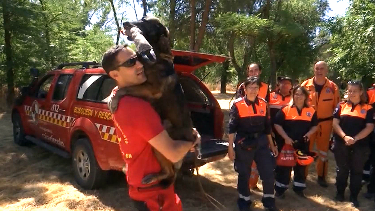 Así se forman a los perros para la búsqueda de personas desaparecidas