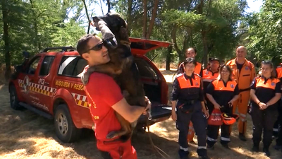 Así se forman a los perros para la búsqueda de personas desaparecidas