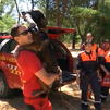 Así se forman a los perros para la búsqueda de personas desaparecidas