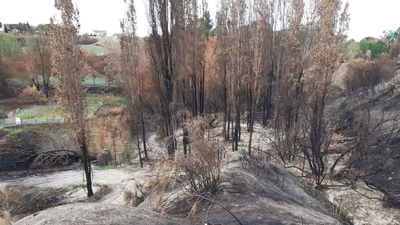 Comienza la recuperación de los bosques fluviales de Batres,  un año después del incendio